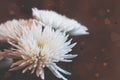 White ÃÂhrysanthemum flower closeup on a dark brown background Royalty Free Stock Photo